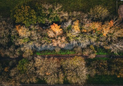 HIke Club Overhead trees